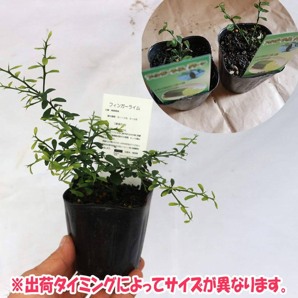 61Ye+vg6UML._AC_UF1000,